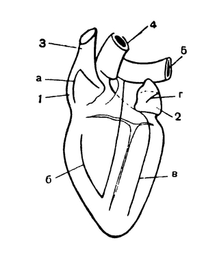 Сердце млекопитающего (схематизировано)