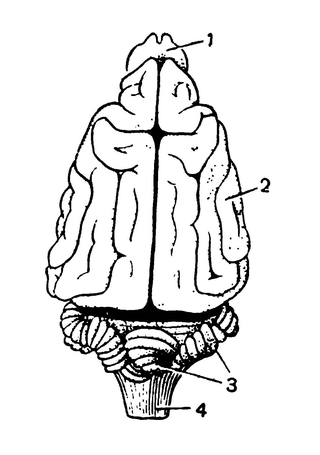 Головной мозг собаки (вид сверху)