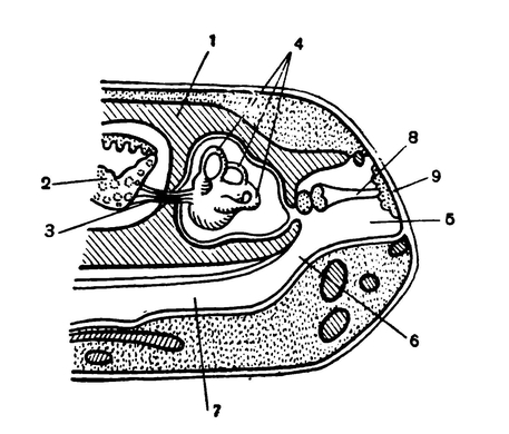 Поперечный разрез через голову лягушки в области уха (схематизировано)