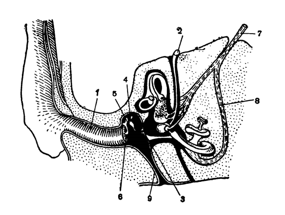 Орган слуха млекопитающего (схематизировано)