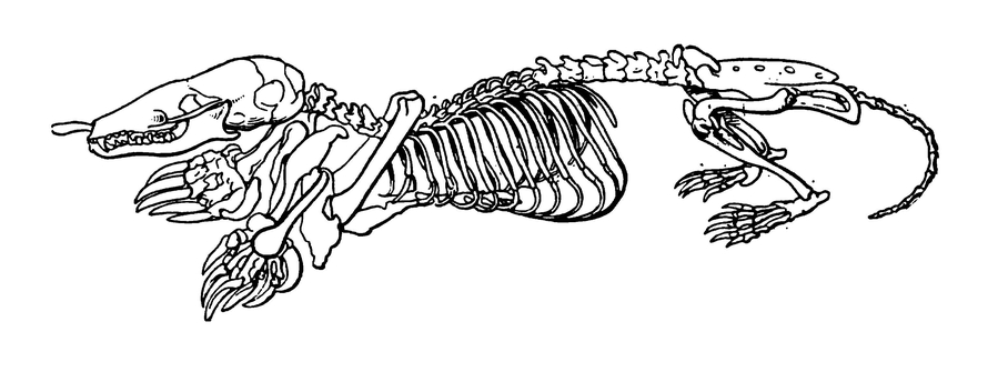 Скелет крота