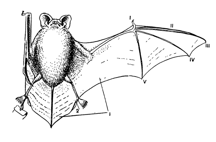 Расправленная шкурка летучей мыши (малой вечерницы)