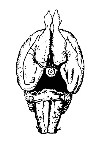 Головной мозг бобра (вид снизу)