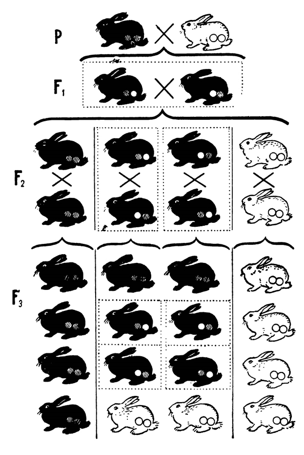 Схема многогибридного скрещивания (на примере скрещивания чёрных и белых кроликов)