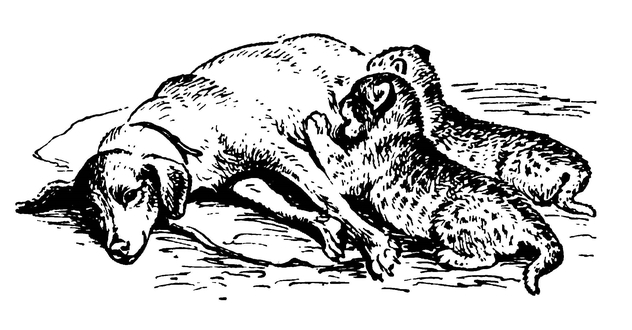 Львята со своей кормилицей-собакой