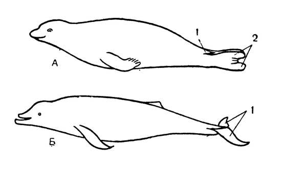 Соотношение в развитии задних конечностей и хвоста у ластоногих и китообразных