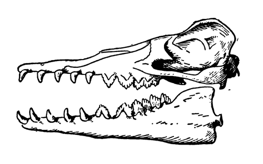 Череп зеглодона — примитвного нижнетретичного китообразного