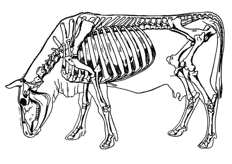 Скелет коровы
