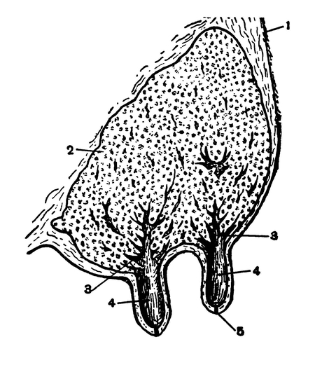 Вымя коровы (разрез)