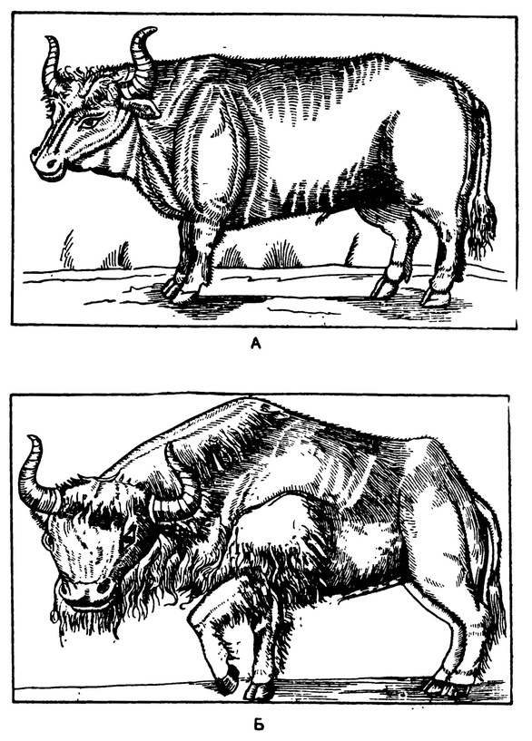 Изображение тура (А) и зубра (Б) (по Герберштейну)
