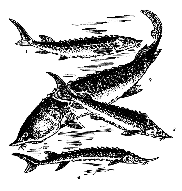 Осетровые рыбы