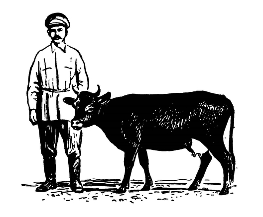 Дагестанская корова, премированная на Всесоюзной сельскохозяйственной выставке 1923 года