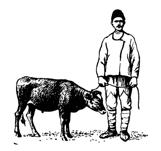 «Крупный рогатый скот» из Албании — взрослый бык местной породы
