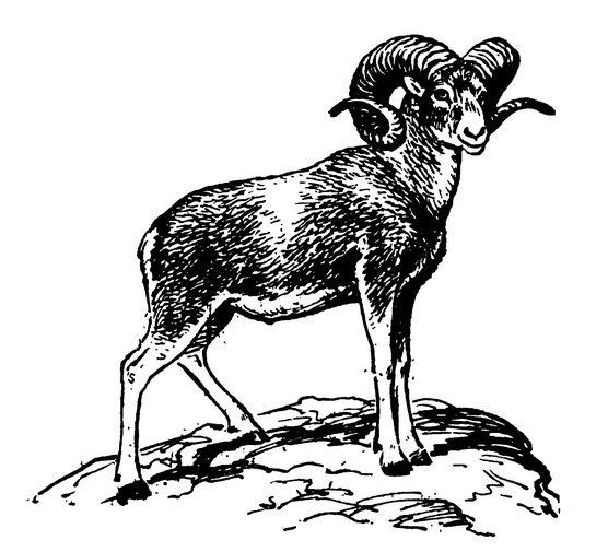 Аргали — один из подвидов горного барана