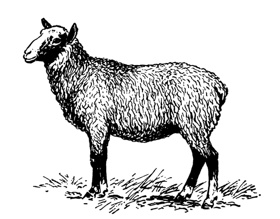 Овца романовской породы