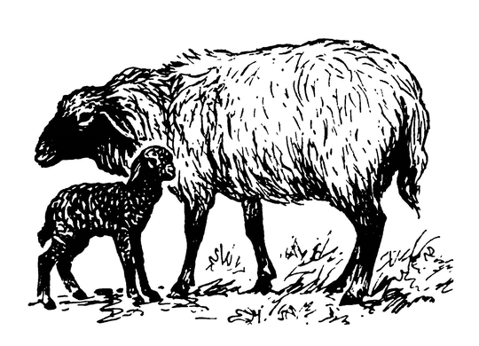Каракульская овца
