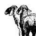 Курдючная овца (вид сбоку и сзади)