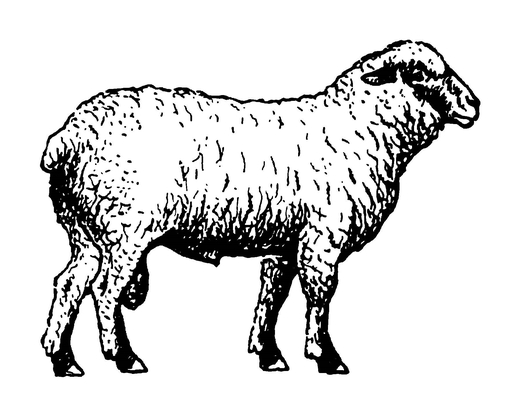 Овца шропширской породы