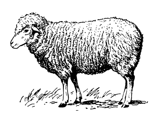 Овца цигайской породы
