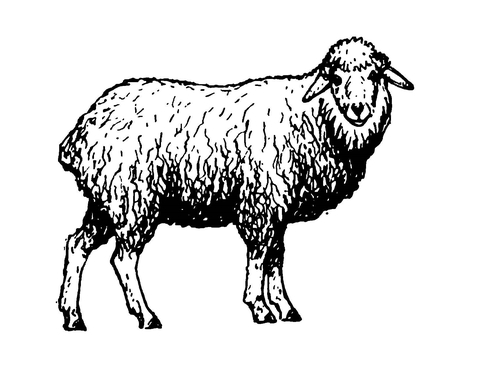 Овца волошской породы