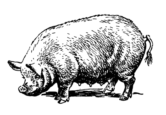 Йоркширская свинья