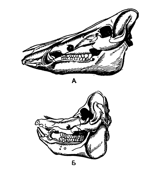 Черепа дикого кабана (А) и йоркширской свиньи (Б)