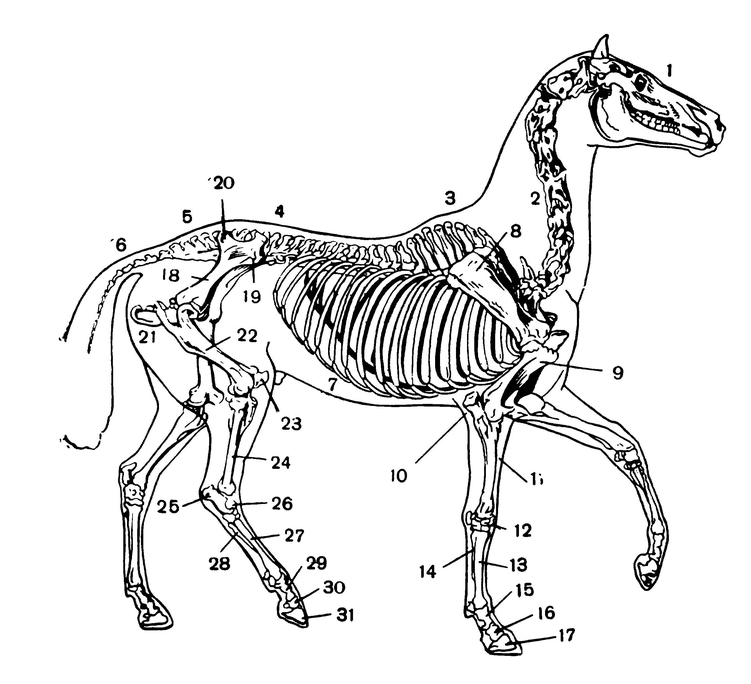 Скелет лошади