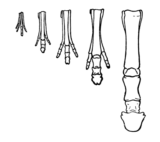Постепенное сокращение числа пальцев на передней конечности в ряду лошадей и увеличение размеров этой конечности и среднего пальца