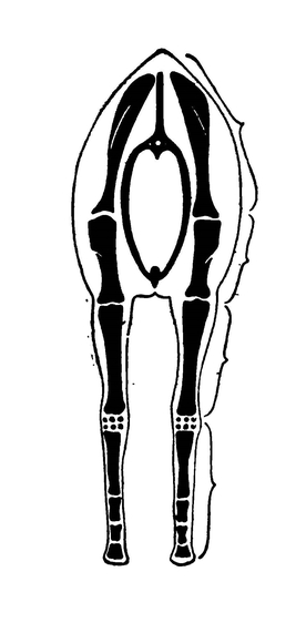 Расположение звеньев передних конечностей лошади