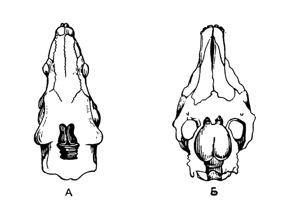 Относительные размеры головного мозга у третичного диноцераса (А) и современной лошади (Б)