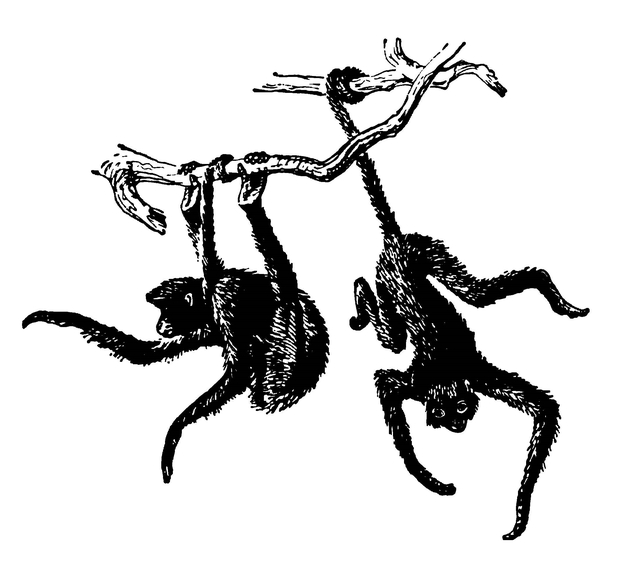 Коата — «паукообразная обезьяна»