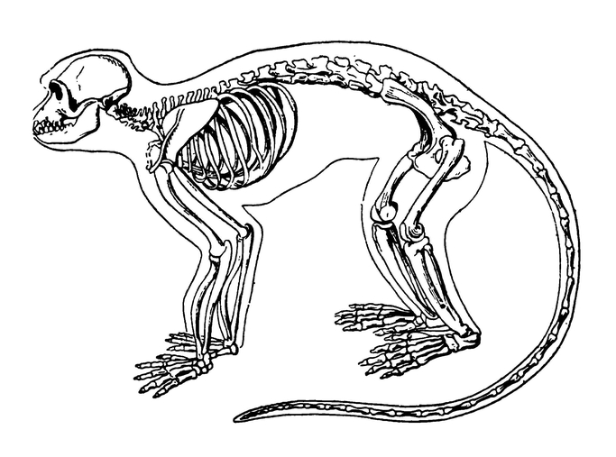 Скелет мартышки