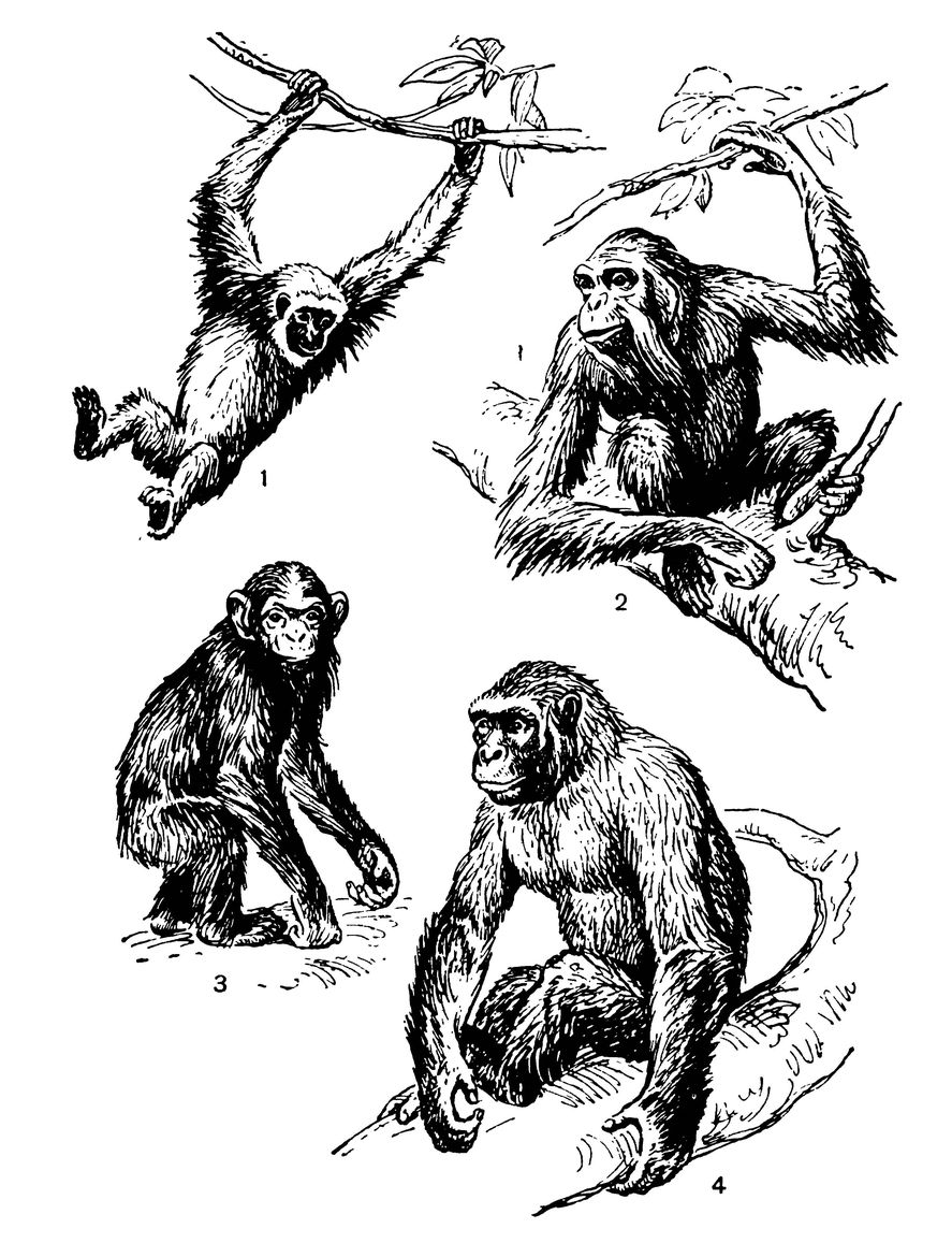 Каких обезьян относят к человекообразным обезьянам