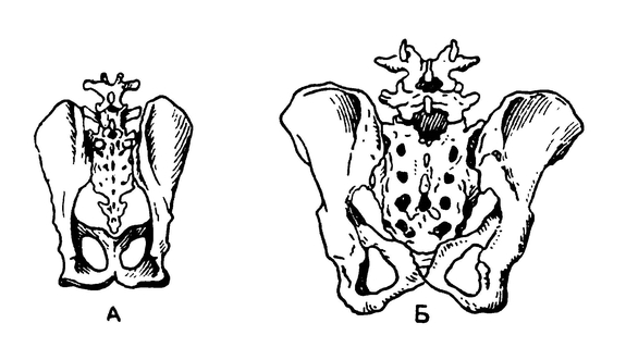 Таз шимпанзе (А) и человека (Б)