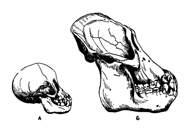 Черепа орангутангов