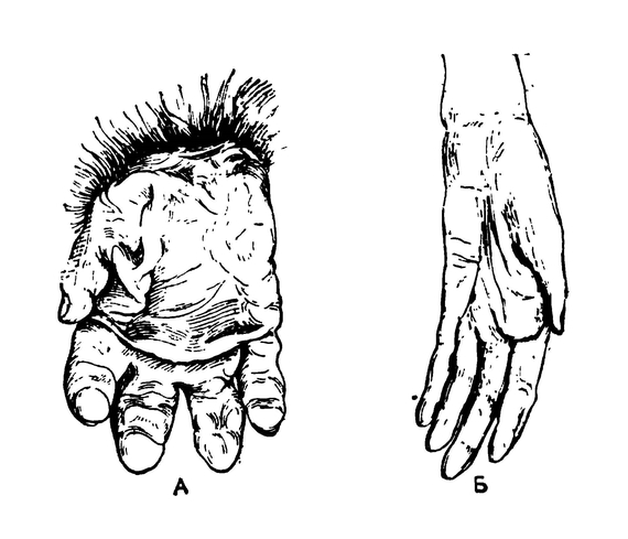 Кисть руки гориллы (А) и человека (Б)