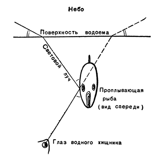 Схема, поясняющая защитное значение серебристого блеска на боках тела нектонной рыбы