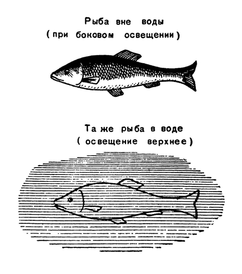 Схема, поясняющая покровительственное значение окраски нектонной рыбы в водной среде