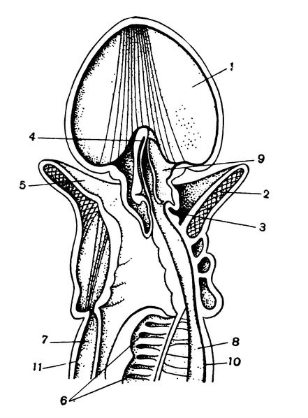 Продольный разрез через переднюю часть баланоглосса