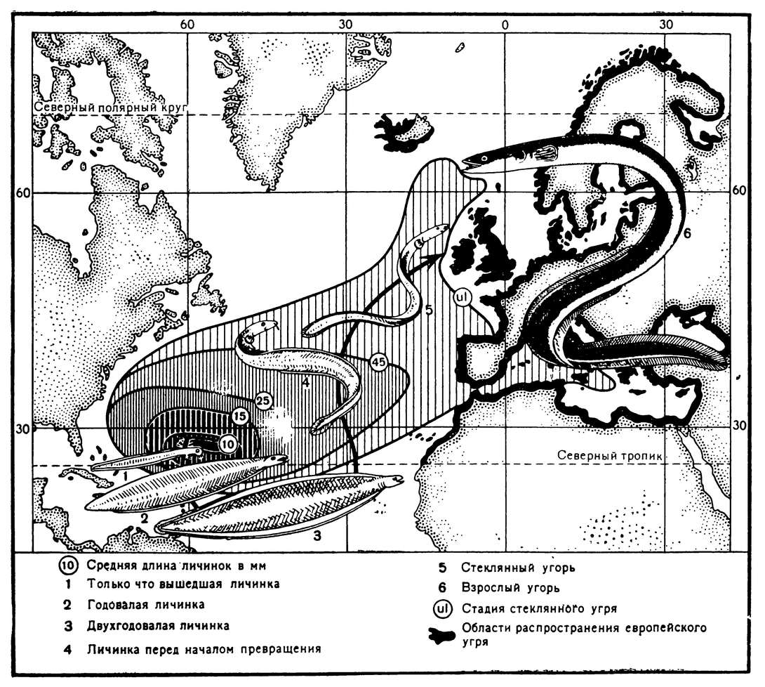 Схематическая карта районов нереста европейского речного угря и распространения его личинок в Атлантическом океане