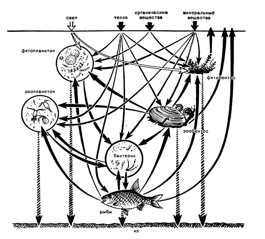 Схема круговорота веществ в водоёме