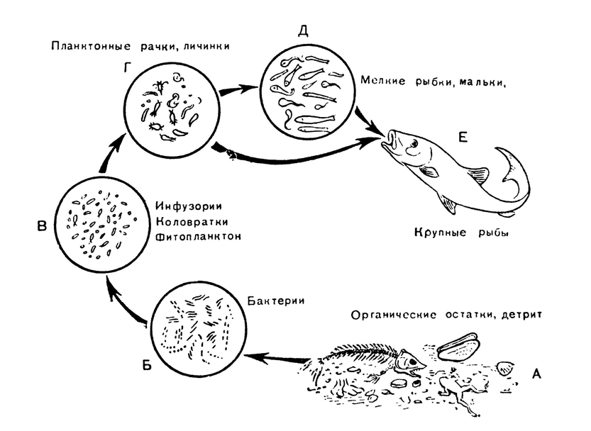 Схема круговорота веществ и пищевых связей в водоёме