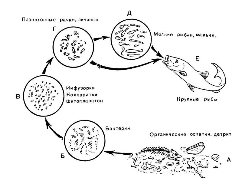 Дафния цепь питания. Круговорот веществ в реке. Цепь питания круговорот веществ в природе.