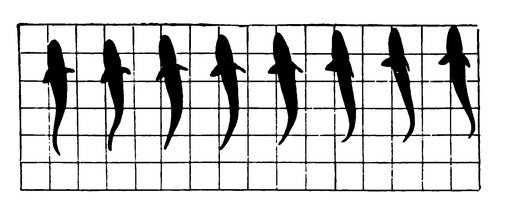 Схема передвижения рыбы (трески)