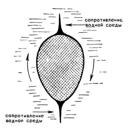 Схема, поясняющая значение непарных плавников