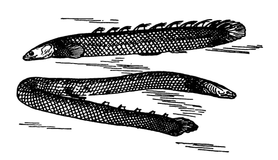 Многопёры Polypterus и Calamoichthys