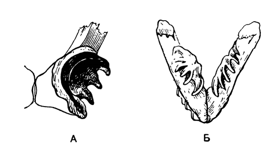 Нижние челюсти ископаемого (А) и современного (Б) рогозуба