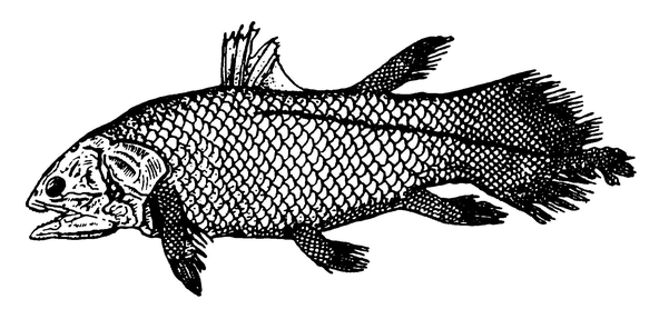 Латимерия — современная кистепёрая рыба