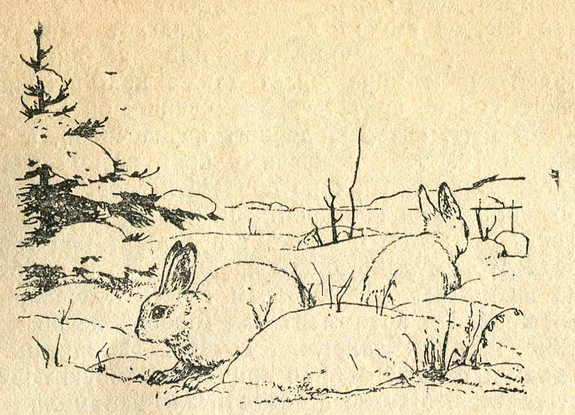 Зайцы-беляки на заснеженном поле