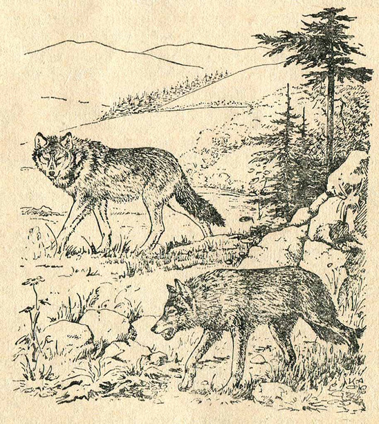 Волки в поисках добычи
